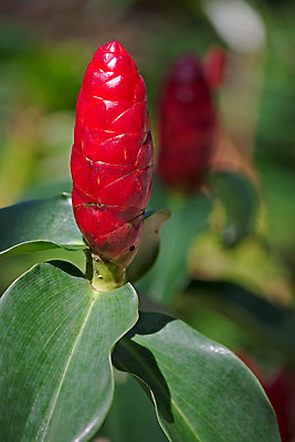 포토 JPG 해외이미지 식물 꽃 잎 태국 자연 사람없음 야외 정원 해외202004 해외포토 아시아 생태계 파일형식 이미지허브