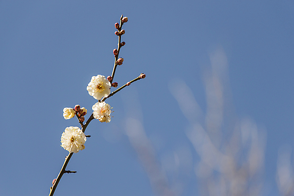 포토 JPG 해외이미지 식물 계절 꽃잎 꽃 백그라운드 꽃무늬 자연 하늘 새로움 사람없음 야외 여름 파란색 우주 정원 일본 봄 활발 벚꽃 흰색 나뭇가지 신선 개화 과수원 묘사 부드러움 내추럴 해외202004 해외포토 나무 아시아 컬러 컨셉 무늬 농업 감각 생태계 파일형식 이미지허브
