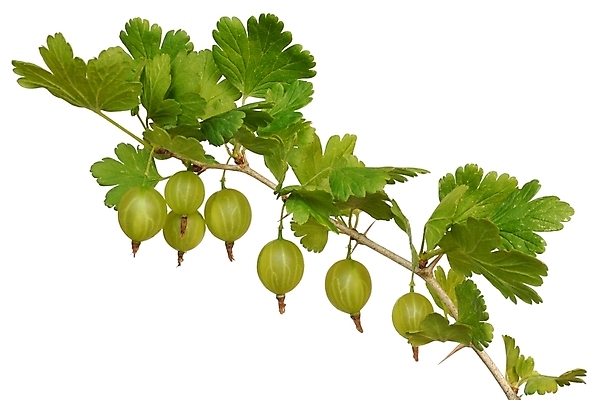 포토 JPG 해외이미지 열매 음식 다이어트 과일 사람없음 초록색 나뭇가지 고립 구스베리 해외202004 해외포토 나무 식물 컬러 건강 파일형식 이미지허브