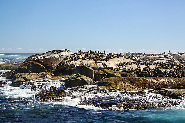 포토 JPG 해외이미지 동물 야생동물 섬 아프리카 자연 하늘 휴식 앉기 사람없음 야외 물 파란색 물개 암초 남아프리카 동물상 많음 해외202004 해외포토 자연요소 나라 컬러 컨셉 포유류 모션 조형물 바다동물 생태계 파일형식 이미지허브