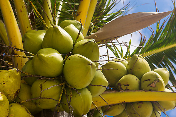 포토 JPG 해외이미지 나무 식물 구름 음료 음식 섬 여행 백그라운드 잎 채소 과일 자연 하늘 휴가 휴식 건강 손바닥 풍경 사람없음 야외 초록색 여름 파란색 맑음 성장 나뭇가지 신선 그룹 닫기 다발 유기농 코코넛 숙성 이국적 파라다이스 해외202004 해외포토 자연요소 손 웰빙 계절 컬러 컨셉 모션 날씨 생태계 파일형식 이미지허브