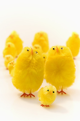 포토 JPG 해외이미지 스튜디오촬영 동물 행복 어린이 새끼 장난 조류 부활절 털 사람없음 장난감 노란색 치킨 우정 토끼 작음 흰배경 부드러움 솜털 노려봄 해외202004 해외포토 기념일 감정 컬러 백그라운드 포유류 실내 표정 사람 친구 반려동물 흰색 감각 크기 닭고기요리 파일형식 이미지허브