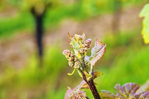 포토 JPG 해외이미지 구름 선 분홍색 여행 잎 밭 농업 하늘 포도 풍경 사람없음 야외 가로 초록색 파란색 햇빛 농장 새싹 일출 와인 계곡 황혼 봄 새벽 성장 시골 언덕 포도밭 포도나무 단절 밭일 양조장 웅장함 해외202004 해외포토 자연요소 식물 계절 산업 컬러 과일 주류 태양 노을 일몰 과일나무 파일형식 이미지허브
