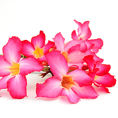 포토 JPG 해외이미지 나무 식물 꽃잎 꽃 줄기 분홍색 꽃다발 백그라운드 잎 꽃무늬 자연 건강 동양인 사람없음 빨간색 초록색 여름 컬러풀 햇빛 화목 사막 벚꽃 신선 개화 유기농 원예 생물학 내추럴 카피스페이스 해외202004 해외포토 웰빙 계절 교육 컬러 컨셉 무늬 인종 취미 태양 공백 생태계 파일형식 이미지허브