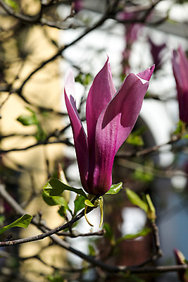 포토 JPG 해외이미지 나무 식물 꽃잎 꽃 분홍색 잎 꽃무늬 패턴 자연 풍경 사람없음 야외 초록색 정원 맑음 보라색 봄 젖음 성장 벚꽃 나뭇가지 신선 개화 다발 제비꽃 보케 향기 부드러움 목련 내추럴 취급주의 많음 해외202004 해외포토 계절 컬러 컨셉 무늬 날씨 경고 감각 생태계 냄새 파일형식 이미지허브