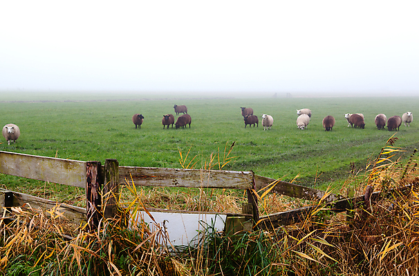 포토 JPG 해외이미지 식물 동물 밭 자연 날씨 풍경 사람없음 야외 목재 초록색 울타리 농경지 가축 안개 시골 양 플랫 네덜란드 평야 수평선 해외202004 해외포토 나무 유럽 컬러 농업 재료 포유류 담장 농장 생태계 파일형식 이미지허브