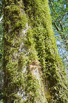 포토 JPG 해외이미지 나무 식물 손 계절 잎 자연 손잡이 이끼 사람없음 야외 초록색 울타리 상자 정원 봄 성장 칼날 닫기 발굴 원예 클립 날카로움 다듬기 돌봄 옛날 울퉁불퉁 원예사 제목 그리너리 해외202004 해외포토 직업 컬러 모션 취미 신체부위 담장 생태계 파일형식 트랜드컬러 이미지허브