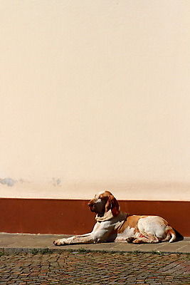 포토 JPG 해외이미지 동물 1 벽 백그라운드 주택 표정 사람없음 반려동물 이탈리아 개 강아지 싱글 사냥 비글 송곳니 거짓말 고립 기르기 충고 해외202004 해외포토 유럽 포유류 건물 치아 돌봄 파일형식 이미지허브