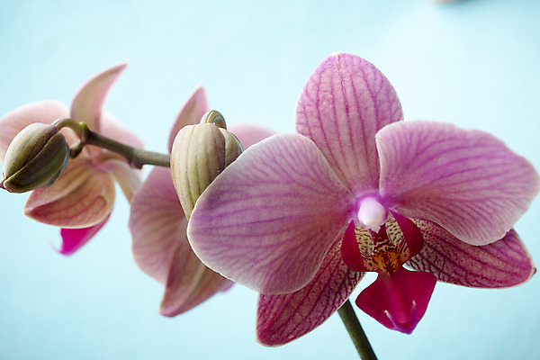 포토 JPG 해외이미지 식물 꽃잎 꽃 줄기 분홍색 백그라운드 자연 사람없음 침묵 난초 오브젝트 장면 해외202004 해외포토 컬러 소리 생태계 파일형식 이미지허브