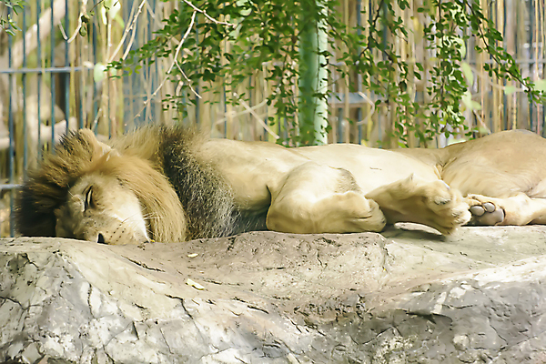 포토 JPG 해외이미지 동물 공원 야생동물 새끼 아프리카 자연 동물원 사람없음 야외 환경 잠 황무지 사자 왕 사파리 케냐 동쪽 내추럴 마사이족 세렝게티 암사자 옛날 웅장함 해외202004 해외포토 공공시설 나라 포유류 암컷 방향 생태계 파일형식 이미지허브