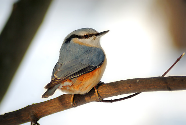 포토 JPG 해외이미지 나무 동물 공원 유럽 야생동물 겨울 날개 오렌지 자연 조류 씨앗 사람없음 야외 목재 빨간색 파란색 정원 추위 견과류 나뭇가지 숲 기아 깃털 속도 네덜란드 부리 폴란드 계산서 삼림지대 수유 바르샤바 해외202004 해외포토 식물 계절 공공시설 나라 컬러 과일 재료 사회이슈 생태계 파일형식 이미지허브