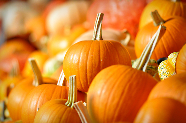 포토 JPG 해외이미지 계절 음식 채소 오렌지 호박 종류 서기 사람없음 농작물 컬러풀 농장 할로윈 수확 가을 흰색 박 추수감사절 스쿼시 고립 포상금 해외202004 해외포토 기독교 스포츠 컬러 돈 농업 과일 모션 구기 파일형식 이미지허브