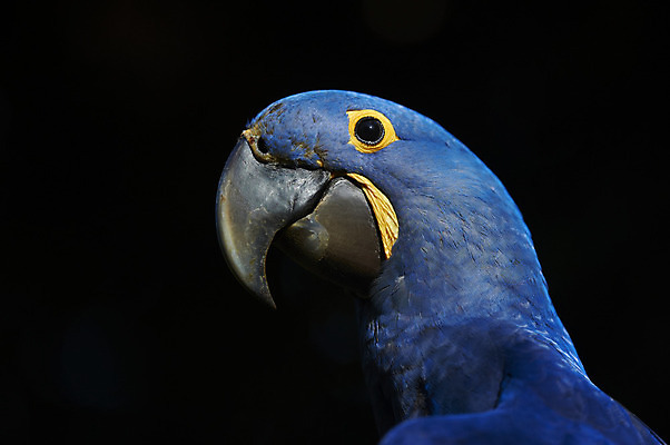포토 JPG 해외이미지 동물 1 응시 야생동물 백그라운드 자연 조류 웃음 사람없음 옆모습 파란색 컬러풀 노란색 머리 검은색 깃털 부리 앵무새 고립 이국적 혼자 히아신스 해외202004 해외포토 시선 꽃 뷰포인트 컬러 표정 신체부위 생태계 파일형식 이미지허브