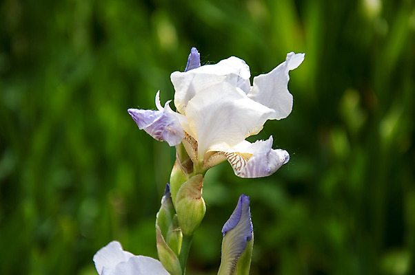 포토 JPG 해외이미지 식물 계절 공원 꽃잎 꽃 줄기 잎 꽃무늬 밭 자연 추상 수염 풍경 사람없음 초록색 여름 파란색 컬러풀 노란색 정원 보라색 일몰 봄 활발 벚꽃 흰색 개화 제비꽃 원예 붓꽃 내추럴 해외202004 해외포토 공공시설 컬러 컨셉 무늬 농업 취미 노을 생태계 파일형식 이미지허브