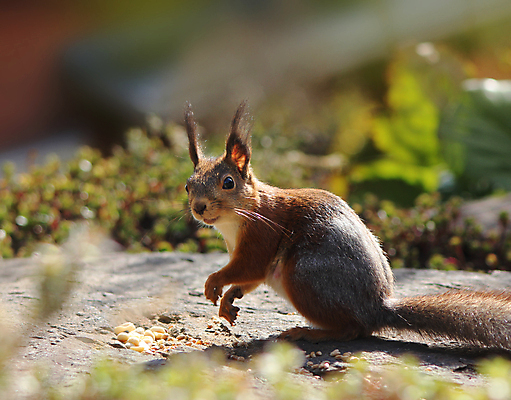 포토 JPG 해외이미지 동물 1 공원 야생동물 포유류 자연 털 사람없음 야외 빨간색 초록색 갈색 정원 설치류 호기심 꼬리 다람쥐 내추럴 해외202004 해외포토 공공시설 감정 컬러 컨셉 생태계 파일형식 이미지허브