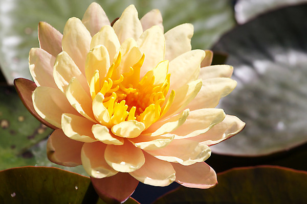 포토 JPG 해외이미지 식물 공원 꽃 아시아 호수 백그라운드 꽃무늬 자연 연꽃 사람없음 초록색 물 여름 노란색 고통 벚꽃 흰색 연못 개화 우아함 백합 해외202004 해외포토 자연요소 계절 공공시설 감정 나라 컬러 컨셉 무늬 생태계 파일형식 이미지허브