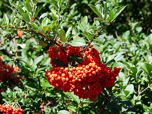 포토 JPG 해외이미지 식물 계절 열매 잎 오렌지 자연 불 사람없음 야외 장식 빨간색 초록색 컬러풀 노란색 정원 가을 나뭇가지 가시 관목 내추럴 해외202004 해외포토 자연요소 나무 컬러 과일 생태계 파일형식 이미지허브