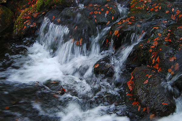 포토 JPG 해외이미지 잎 자연 산 사람없음 야외 물 강 환경 흐름 가을 바위 신선 개울 속도 해외202004 해외포토 자연요소 식물 계절 컨셉 돌_바위 생태계 파일형식 이미지허브