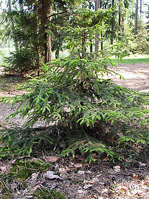 포토 JPG 해외이미지 나무 계절 길 자연 하늘 풍경 사람없음 야외 목재 파란색 빛 태양 환경 힘 추위 안개 나뭇가지 시골 황금 숲 땅 장면 바이탈 해외202004 해외포토 자연요소 식물 컬러 재료 날씨 생태계 파일형식 이미지허브