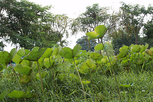 포토 JPG 해외이미지 식물 계절 공원 꽃 아시아 호수 리플렛 분홍색 백그라운드 잎 꽃무늬 패턴 자연 추상 사람없음 야외 초록색 물 정원 봄 촉촉함 벚꽃 흰색 연못 신선 떨어짐 정상 묘사 질감 내추럴 패드 고립 해외202004 해외포토 자연요소 공공시설 나라 컬러 컨셉 무늬 젖음 생태계 파일형식 이미지허브