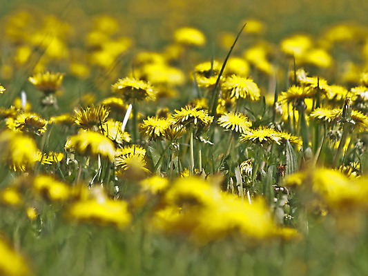 포토 JPG 해외이미지 자연 종류 사람없음 건강관리 벚꽃 시골 개화 보호 민들레 만족 토닉 억울 해외202004 해외포토 꽃 감정 컨셉 건강 관리 생태계 파일형식 이미지허브