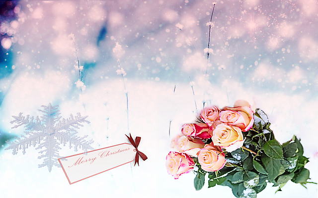 포토 JPG 해외이미지 식물 꽃잎 꽃 백그라운드 잎 크리스마스 겨울 자연 휴가 전등 새해 기념 선물 사람없음 야외 빨간색 장미 달력 흰색 축하 신선 시간 개화 큼 싱글 주기 향기 강렬 테마 해외202004 해외포토 계절 기념일 컬러 컨셉 모션 조명 크기 생태계 냄새 파일형식 이미지허브