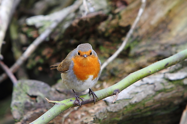 포토 JPG 해외이미지 아이콘 유럽 상징 크리스마스 노래 자연 조류 사람없음 정원 심볼 깃털 사냥 부리 계산서 해외202004 해외포토 동물 기념일 나라 음악 생태계 파일형식 이미지허브