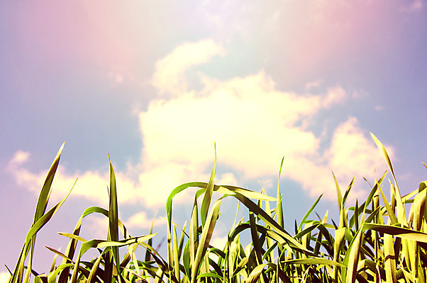 포토 JPG 해외이미지 식물 구름 계절 백그라운드 잎 꽃무늬 밭 오렌지 자연 하늘 풍경 사람없음 야외 초록색 여름 파란색 빛 컬러풀 농장 머리 정원 일몰 봄 활발 성장 가을 시골 신선 그룹 저녁 내추럴 해외202004 해외포토 자연요소 꽃 컬러 컨셉 무늬 농업 과일 신체부위 노을 야간 생태계 파일형식 이미지허브