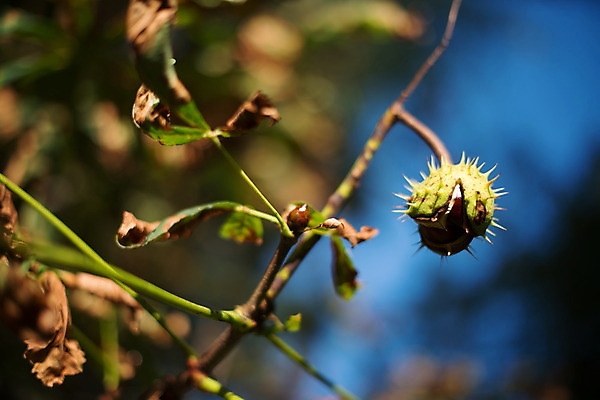 포토 JPG 해외이미지 나무 식물 계절 공원 음식 백그라운드 잎 과일 자연 하늘 씨앗 사람없음 야외 목재 초록색 파란색 컬러풀 갈색 견과류 수확 껍질 가을 나뭇가지 신선 오픈 가시 숲 9월 수집 가득함 날것 날카로움 스파이크 10월 내추럴 해외202004 해외포토 공공시설 컬러 농업 재료 날짜 생태계 파일형식 이미지허브