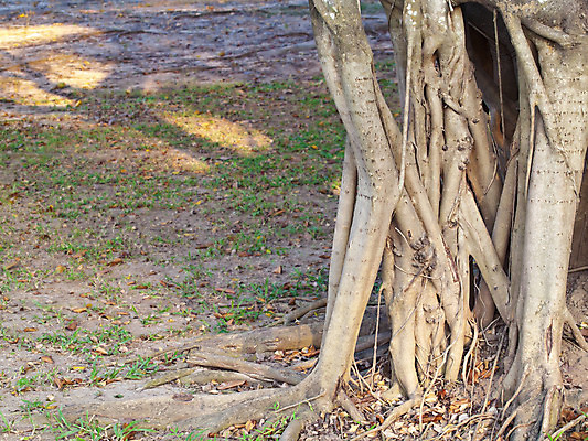 포토 JPG 해외이미지 나무 식물 공원 야생동물 패턴 회사 자연 건조 사람없음 목재 환경 정원 침묵 흙 성장 나뭇가지 황무지 습지 숲 큼 땅 뿌리 먼지 점토 담배꽁초 내추럴 땅바닥 옛날 해외202004 해외포토 동물 공공시설 무늬 비즈니스 재료 바닥 담배 소리 크기 생태계 파일형식 이미지허브