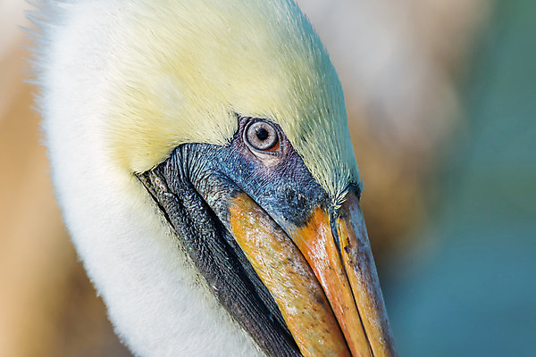 포토 JPG 해외이미지 동물 얼굴 야생동물 백그라운드 자연 조류 사람없음 옆모습 물 여름 갈색 노란색 머리 흰색 원형 펠리컨 깃털 질감 부리 발리 인도네시아 종료 플로리다 해외202004 해외포토 자연요소 도형 계절 아시아 뷰포인트 컬러 섬 신체부위 미국 생태계 파일형식 이미지허브
