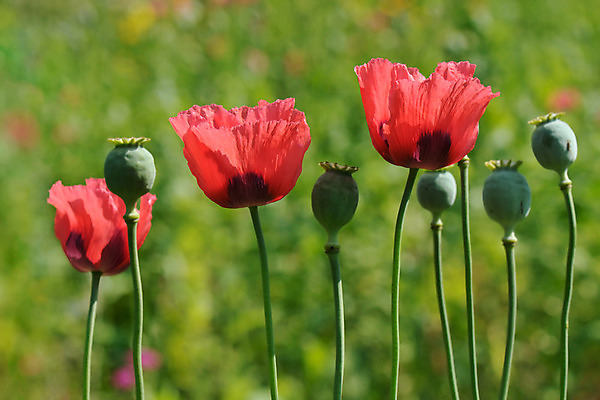 포토 JPG 해외이미지 식물 꽃잎 꽃 꽃무늬 밭 사람없음 야외 장식 빨간색 초록색 햇빛 정원 맑음 봄 양귀비 꼬투리 해외202004 해외포토 계절 컬러 무늬 농업 날씨 태양 파일형식 이미지허브