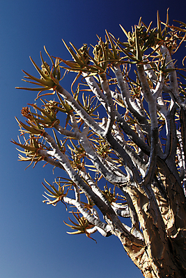 포토 JPG 해외이미지 나무 식물 아프리카 하늘 건조 풍경 사람없음 파란색 갈색 회색 사막 나뭇가지 언덕 나미비아 알로에 해외202004 해외포토 나라 컬러 남아프리카 파일형식 이미지허브