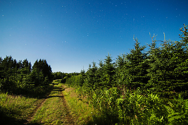 포토 JPG 해외이미지 나무 구름 별 도로 길 과학 백그라운드 자국 자연 하늘 풍경 사람없음 초록색 파란색 빛 태양 우주 검은색 어둠 달 시골 야간 숲 신비 달빛 코스모스 은하계 점성술 천문학 광 방법 해외202004 해외포토 자연요소 식물 교육 꽃 컬러 컨셉 교통시설 생태계 파일형식 이미지허브