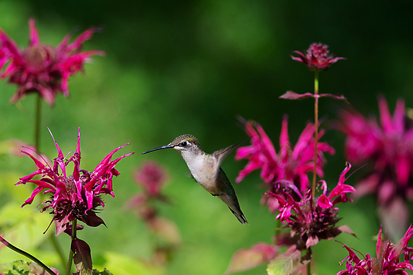 포토 JPG 해외이미지 동물 꽃 야생동물 날개 자연 조류 사람없음 야외 초록색 정원 보라색 깃털 부리 벌새 해외202004 해외포토 식물 컬러 생태계 파일형식 이미지허브
