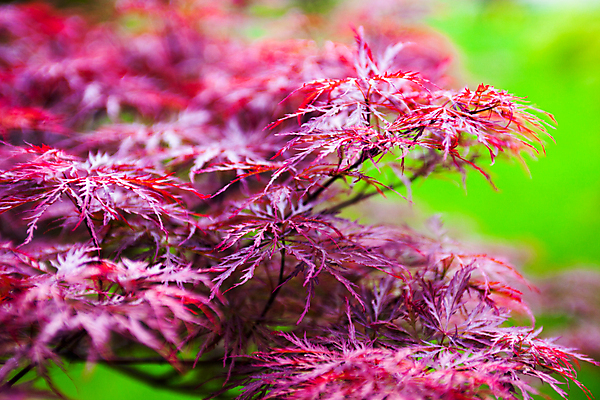 포토 JPG 해외이미지 나무 식물 공원 분홍색 백그라운드 단풍 낙엽 잎 자연 불 추상 사람없음 야외 장식 빨간색 컬러풀 햇빛 정원 일본 보라색 봄 성장 나뭇가지 신선 매끈함 숲 관목 원예 내추럴 해외202004 해외포토 자연요소 계절 공공시설 아시아 컬러 무늬 취미 태양 감각 생태계 파일형식 이미지허브