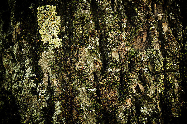 포토 JPG 해외이미지 나무 외관 백그라운드 패턴 자연 벽지 탁자 표면 추상 건조 그림자 사람없음 목재 장식 어둠 공백 회색 수확 거친 널 타일 책상 묘사 유기농 질감 목공예 내추럴 구식 그런지 수목 옛날 합판 해외202004 해외포토 식물 웰빙 컬러 가구 무늬 농업 재료 공예 생태계 파일형식 이미지허브