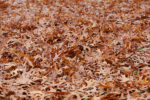 포토 JPG 해외이미지 나무 계절 백그라운드 컨셉 단풍 잎 농업 모션 자연 건조 파노라마 사람없음 야외 가로 빨간색 초록색 농작물 갈색 노란색 쌓기 우주 활발 가을 그룹 변화 선택 떨어짐 보호 큼 다발 수집 가득함 오브젝트 슛 멀티 총쏘기 전경 해외202004 해외포토 식물 산업 컬러 촬영기법 풍경 크기 생태계 파일형식 탑뷰 이미지허브