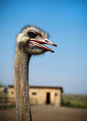 포토 JPG 해외이미지 동물 응시 공원 얼굴 자연 조류 하늘 동물원 육류 사람없음 야외 파란색 농장 머리 검은색 관찰 닫기 보호 큼 사파리 깃털 호기심 부리 목 타조 남쪽 내추럴 동물상 해외202004 해외포토 시선 공공시설 감정 컬러 컨셉 농업 식재료 모션 신체부위 조형물 크기 방향 생태계 파일형식 이미지허브