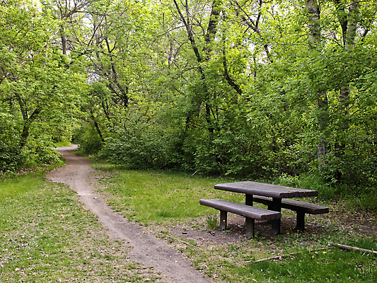 포토 JPG 해외이미지 나무 식물 공원 여행 가구 잎 벤치 의자 자국 자연 탁자 아침 휴가 휴식 풍경 사람없음 야외 목재 초록색 여름 소풍 평화 환경 침묵 고요 봄 시골 신선 소나무 숲 그늘 탈출 지역 무료 해외202004 해외포토 주간 계절 공공시설 컬러 생활용품 컨셉 재료 야외활동 소리 생태계 파일형식 이미지허브