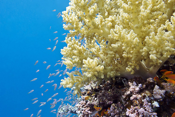 포토 JPG 해외이미지 동물 야생동물 바다 학교 아프리카 자연 이집트 어류 풍경 사람없음 물 파란색 컬러풀 햇빛 노란색 바닷속 수중 거품 스노클링 호주 잠수부 생태계 다이빙 인도네시아 수족관 홍해 몰디브 깊이 소금물 해외202004 해외포토 자연요소 교육 나라 아시아 컬러 태양 수영 수중동물 수상스포츠 오세아니아 전문직 수중스포츠 파일형식 이미지허브