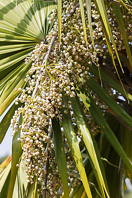 포토 JPG 해외이미지 나무 식물 음식 백그라운드 잎 과일 자연 손바닥 사람없음 야외 목재 초록색 환경 사막 흰색 나뭇가지 상록수 내추럴 아열대 이국적 해외202004 해외포토 손 컬러 재료 생태계 파일형식 이미지허브