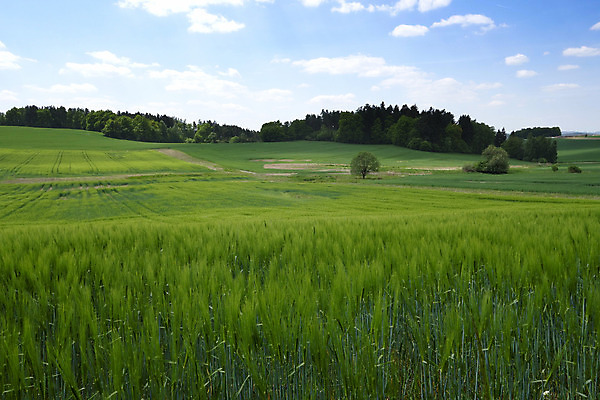 포토 JPG 해외이미지 나무 식물 구름 외관 유럽 도로 밭 농업 자연 하늘 풍경 사람없음 야외 목재 초록색 환경 와인 봄 성장 시골 숲 언덕 지역 체코 내추럴 공화국 보헤미아 생태학 수평선 모라비아 해외202004 해외포토 자연요소 계절 교육 나라 산업 길 컬러 재료 교통시설 주류 생태계 파일형식 이미지허브