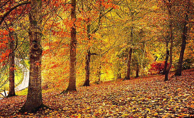포토 JPG 해외이미지 나무 계절 공원 여행 잎 오렌지 자연 풍경 사람없음 야외 빨간색 초록색 농장 평화 가을 시골 신선 호주 언덕 강렬 해외202004 해외포토 식물 공공시설 컬러 컨셉 농업 과일 오세아니아 생태계 파일형식 이미지허브