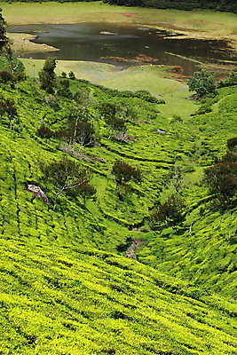 포토 JPG 해외이미지 나무 식물 계절 아시아 문화 여행 잎 패턴 밭 농업 자연 하늘 산 건강 동양인 풍경 사람없음 야외 초록색 파란색 농작물 농장 농경지 마을 환경 고요 성장 시골 신선 재산 차 묘사 언덕 유기농 질감 산악지대 이국적 케랄라주 해외202004 해외포토 웰빙 나라 산업 음료 컬러 무늬 인종 금융 인도_나라 생태계 파일형식 이미지허브