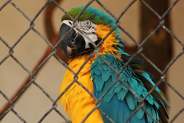 포토 JPG 해외이미지 동물 야생동물 자연 조류 멕시코 동물원 사람없음 초록색 파란색 반려동물 컬러풀 노란색 가축 황금 깃털 생물학 부리 앵무새 리빙 내추럴 페루 해외202004 해외포토 교육 컬러 북아메리카 남아메리카 생태계 파일형식 이미지허브