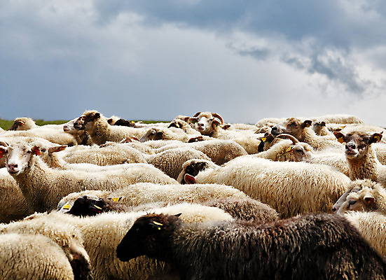 포토 JPG 해외이미지 동물 라이프스타일 응시 계절 밭 농업 자연 하늘 산 건강 풍경 사람없음 야외 초록색 여름 농장 농경지 봄 시골 양 그룹 소 군중 숲 방목 내추럴 밭일 생태학 슬로바키아 해외202004 해외포토 시선 교육 유럽 산업 컬러 포유류 사람 생활 축산업 생태계 파일형식 이미지허브