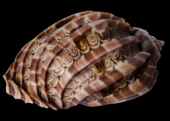 포토 JPG 해외이미지 바다 분홍색 백그라운드 자연 조개 열대 사람없음 갈색 검은색 수중 껍질 흰색 오브젝트 내추럴 고립 이국적 해외202004 해외포토 컬러 어패류 생태계 파일형식 이미지허브