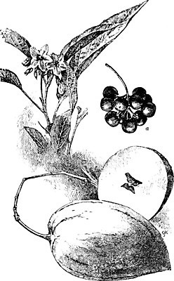 EPS 해외이미지 식물 열매 선 과일 일러스트 미술 검은색 수확 흰색 그림 판화 월귤 해외202004 해외일러스트 컬러 농업 문화예술 파일형식 벡터 이미지허브