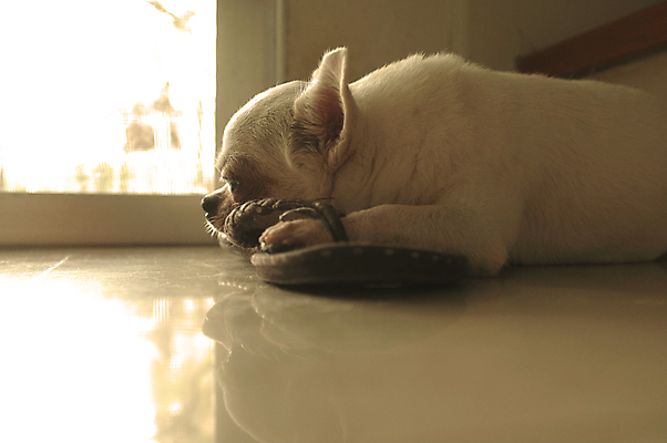 포토 JPG 해외이미지 동물 1 응시 얼굴 백그라운드 창문 포유류 자연 휴식 바닥 주택 털 사람없음 야외 반려동물 태양 쌓기 문 흰색 표현 기다림 양치기 개 강아지 작음 긴장 주인 송곳니 거짓말 고립 기르기 해외202004 해외포토 자연요소 직업 시선 감정 컬러 컨셉 모션 건물 신체부위 치아 크기 생태계 돌봄 파일형식 이미지허브